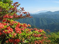 �x�m�R�ƃc�c�W�B�ߑO�̌��Ȃ炩�Ȃ��Y��ł��傤�`�I