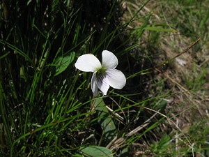 ���^�ȃV���X�~���B