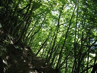 �T���Ɩ΂�V�΂̓��B