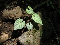 �t�^���V�Y�J