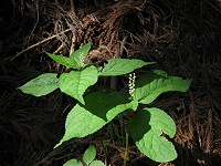 ���̂�����̓t�C���q�i�X�~���������B