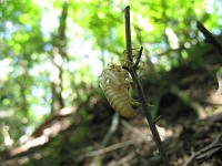 �n���[�~�̔����k�B�䎞�J�͐��܂����I