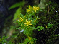 ���Â������n�ɍ炭�q�������Q