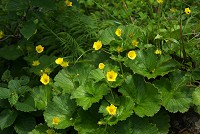 �H�c��ɂ͂��Ȃ葽���~���}�_�C�R���\�E�B