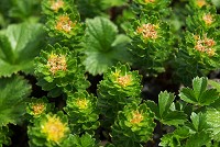 �C���x���P�C