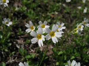 �����q�i�U�N���B