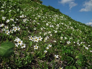 �q�i�U�N���̑�Q���I