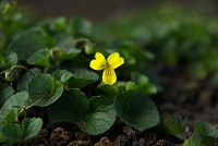 �^�J�l�X�~���ƍĉ�`�B