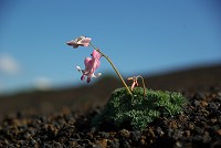 �����������I���D�ނ̂��R�}�N�T�B�ł������Ė]�������Y�ł���Ƃ��B