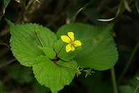 �I�I�o�L�X�~��