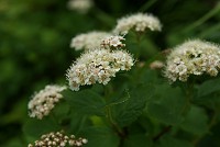 �}���o�V���c�P