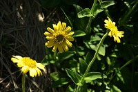 �r���ɍ炭�A���ȃE�T�M�M�N�B