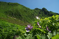 �V���l�A�I�C�Ɖ��x�B