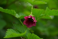 �x�j�o�i�C�`�S