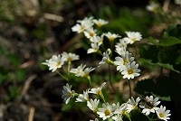 �Ăѓo��̃q�i�U�N���B