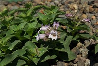 �C���u�N��