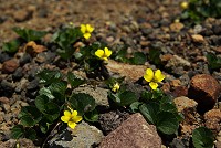 �܂Ƃ܂��č炢�Ă����^�J�l�X�~���B