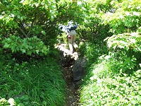 ����ȃg���l��������܂���(^-^)