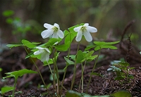 �J���g�E�~���}�J�^�o�~�B