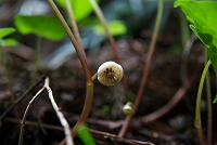 �t�^�o�A�I�C�̉ԁB