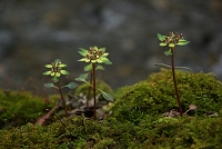 ���S���l�R�m���B