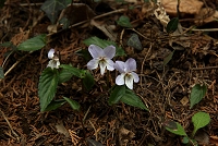 �i�K�o�m�X�~���T�C�V���͍Ő����B