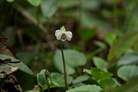 �c�{�X�~���̉Ԃ��ۂ�ƍ炢�Ă܂����B