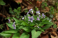 �R�X�~���B