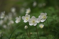 �j�����\�E���܂��܂����݁I