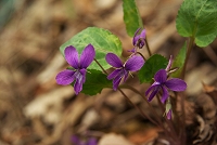 �I�J�X�~���B