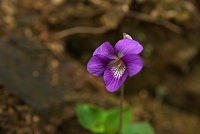 �j�I�C�^�`�c�{�X�~���B