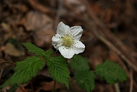 �N�T�C�`�S�B