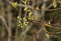 �[�����ꉺ����悤�ɍ炭�L�u�V�B