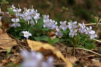 �J�����Ζʂɍ炭�^�`�c�{�X�~���B