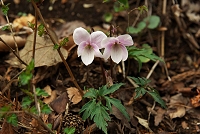 �Y��ȐF�̃G�C�U���X�~���B