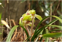 �����̃V���������͌��݁B