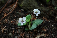 �}���o�X�~��