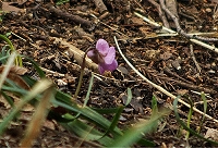 �����ɃA�P�{�m�X�~�����炢�Ă���̂ł����E�E�E�B