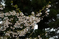 ��R�̊���������ɍ炭�R���B