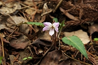 ���킢���q�i�X�~�����܂��炢�Ă܂����B