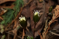 �܂��炫�o�����΂���̃q�g���V�Y�J�B