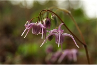 �C�J���\�E���ۂۂ炢�Ă܂��B