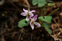 �Z���F�̃q�i�U�N���B