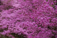 ���Â��Ȃ��Ă������ǃ~�c�o�c�c�W�����J���Y��ł��B