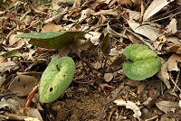 �^�}�m�J���A�I�C�B�i�ʐ^�͏�����B�j