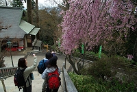 �򉤉@�̊K�i�̎}��������Y��B