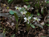 �^�J�I�X�~���͌����ł����B