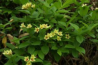 �E�R���E�c�M�͎Ζʂɑ�R�炢�Ă܂����B