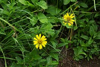 �G�]�E�T�M�M�N