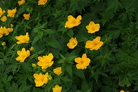 �`�V�}�m�L���o�C�\�E�́A�V�i�m�L���o�C�̕��ł���B